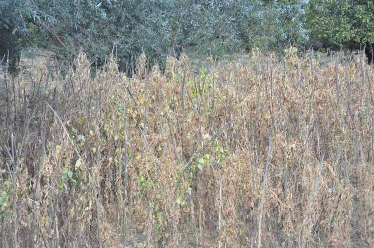 ‘KURAKLIKTA DEREDE DAMLA SU KALMIYOR’