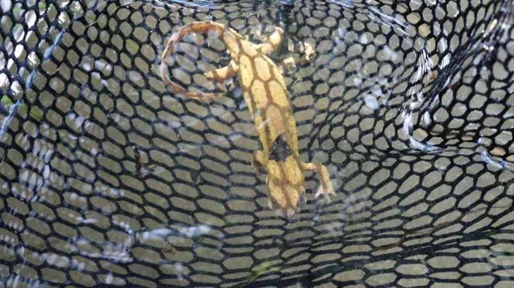 ‘SULAR KİRLETİLİYOR’