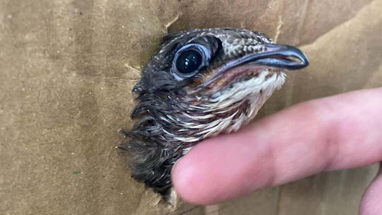 EVCİMEN, SEVGİ DOLU BİR KUŞ