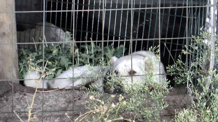 OTOPARKTA BULUNAN KÖPEĞE 3 MERMİ İSABET ETTİ