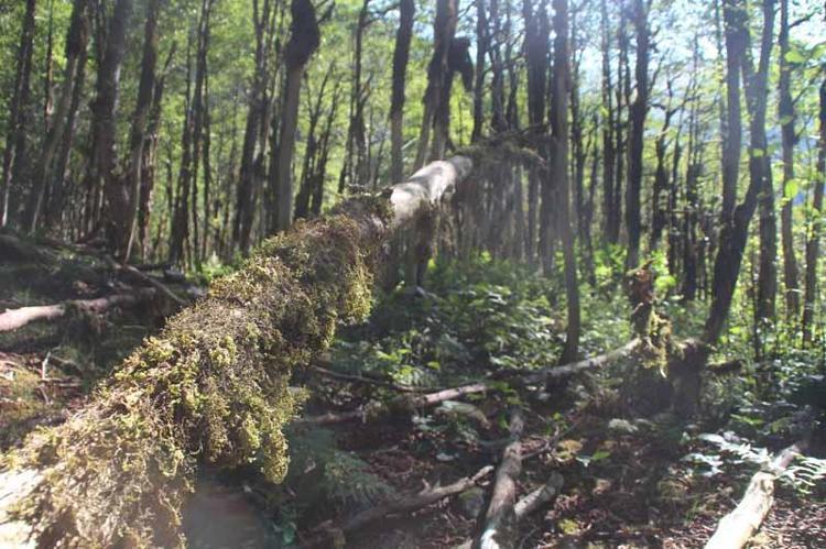 ŞİMŞİR AĞAÇLARI