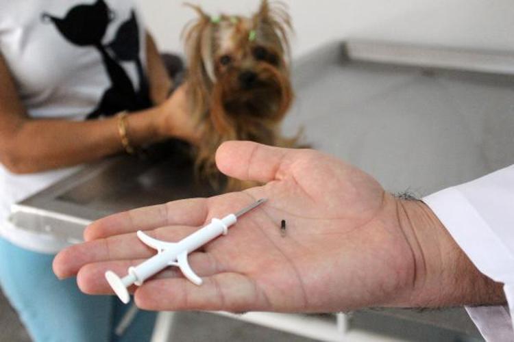 HAYVANI KAYBOLDUĞUNDA 60 GÜN İÇİNDE BİLDİRMEK ZORUNDA