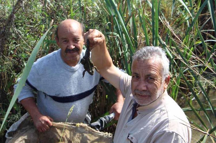KURBAĞALAR TARIM İLAÇLARI YÜZÜNDEN ÖLÜYOR