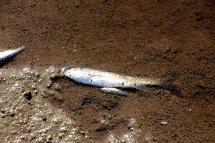 ÇOK SAYIDA GÜVERCİNİM SU İÇTİ ÖLDÜ DEDİ