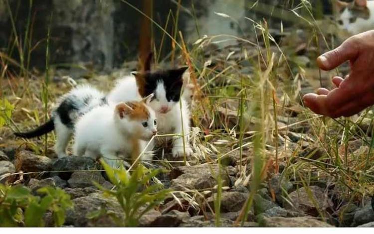 ÇOCUKLUK HAYALİMDİ