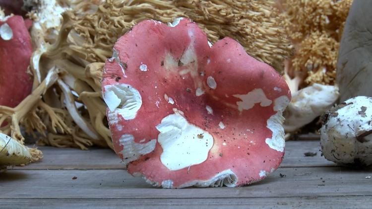 ÖLÜM SEBEBİ KÖYGÖÇÜREN MANTARINDAN OLABİLİR