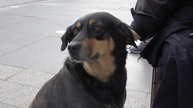 ‘KÖPEKLER SAĞLIK KARNELERİYLE GEZDİRİLEREK AŞILARI TAKİP EDİLECEK’