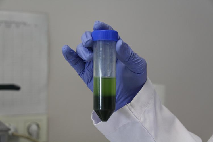 DENİZ MARULLARININ ÜRETİM ORTAMLARI ÖNEMLİ