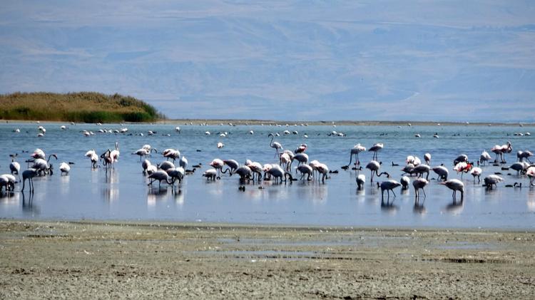 YABAN HAYATINI OLUMSUZ ETKİLEYECEK