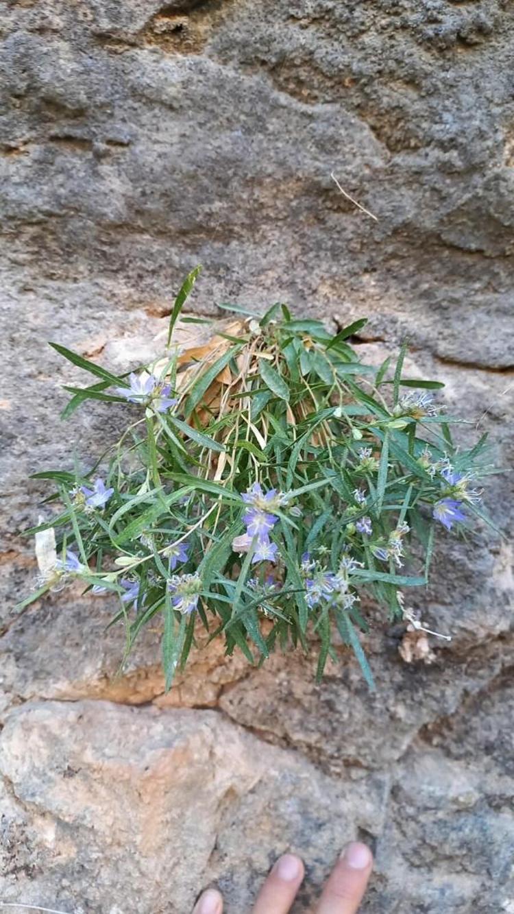 KALKER KAYALARIN ÇATLAKLARINDA GÖRÜLDÜ