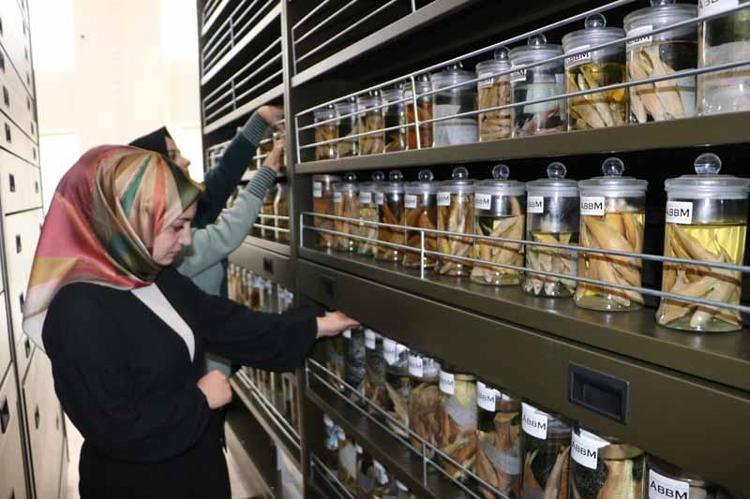 DİNAZOR İSKELET KOLEKSİYONLARI