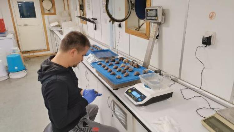 KARADENİZDE KARA MİDYELERİN AZALMASINA YOL AÇTI