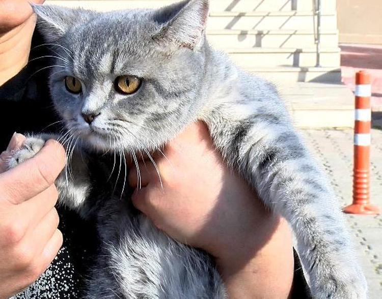 İZMİRDE DE 66 BİN 131 CAN DOST KAYIT ALTINA ALINDI