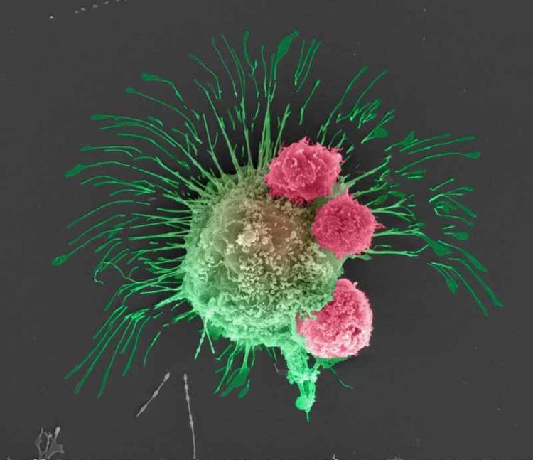 3 BOYUTLU KANSER MODELLEMELERİ GELİŞTİRİLİYOR