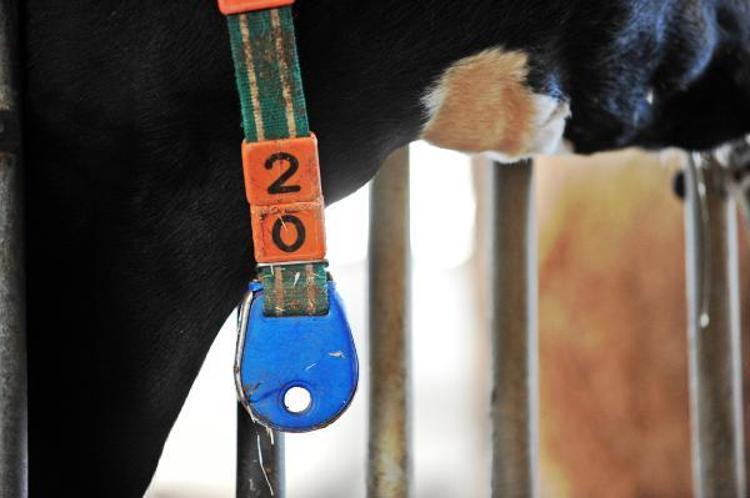 ‘MUTLU İNEKLER, MUTLU ETLER VE MUTLU SÜTLERİ AMAÇLIYORUZ’