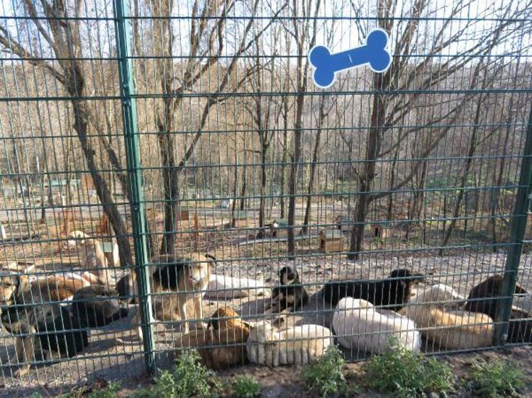 350-400 HAYVAN VARKEN ŞU ANDA 50-60 HAYVAN VAR