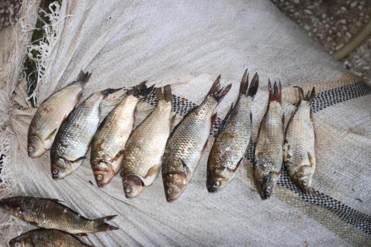 ‘İSTİLACI TÜRLER ÇOK TEHLİKELİ’