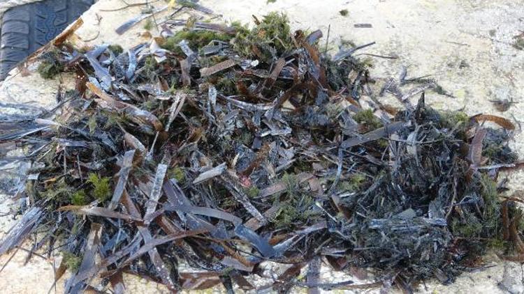 ARKADAŞLARIMIZ ÖLÜ YOSUNLAR NEDENİYLE DENİZE ÇIKAMIYOR