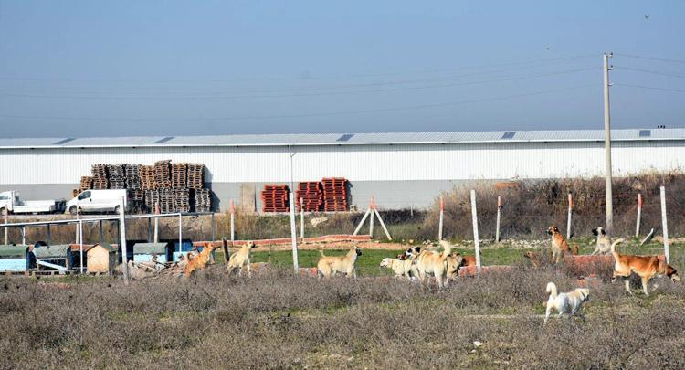 GÜVENLİ VE İYİ BİR HAYAT YAŞAMALARINI İSTİYORUZ