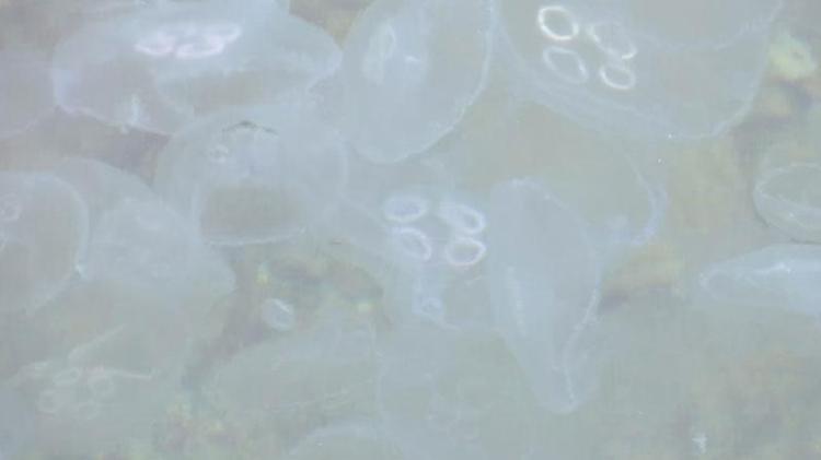 ARTAN SICAKLIKLA BİRLİKTE YAYILIM ALANLARINI GENİŞLETİYORLAR