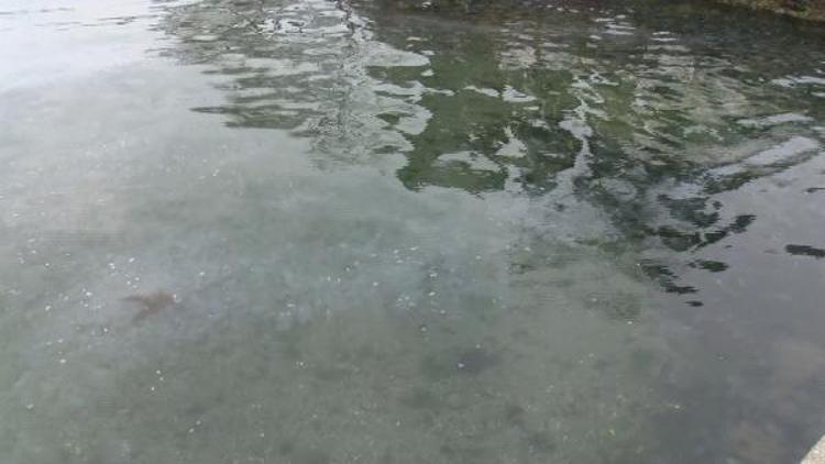 MÜSİLAJI TETİKLEYEN FAKTÖRLERDEN BİRİ OLDUĞUNU DÜŞÜNÜYORUZ