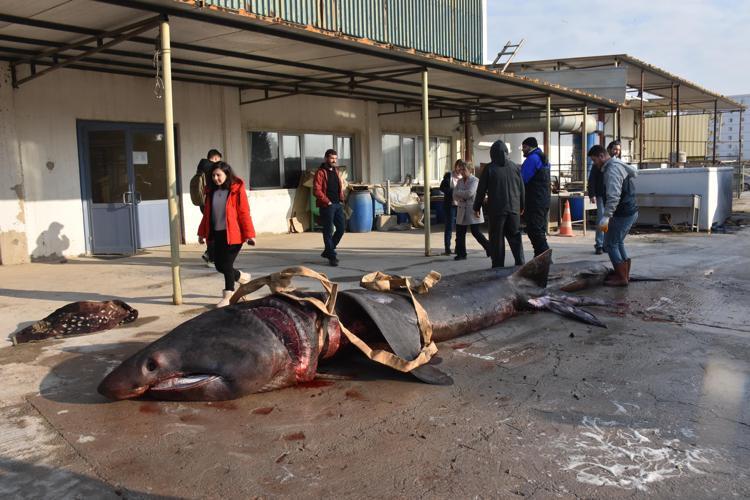 GÜNEŞLENEN KÖPEK BALIĞI OLARAK BİLİNİYOR