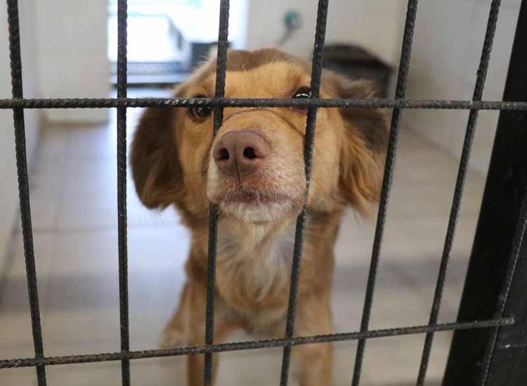 HAYVANLAR İÇİN PSİKO YOĞUN BAKIM BÖLÜMÜ AÇILDI