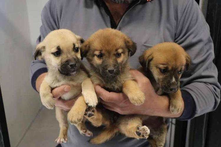 HAYVANLARIN CAN GÜVENLİĞİ İÇİN YOL KENARI BESLEME YAPMAYIN