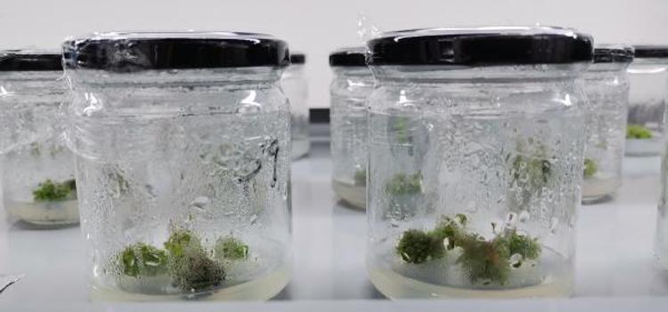 ÜRETİMİ YAPILAN BİTKİ TÜRÜ SAYISI 19 OLACAK