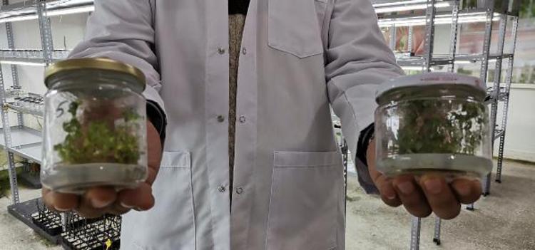 ÇOK SAYIDA KLON FİDANLARINI ÜRETECEĞİZ