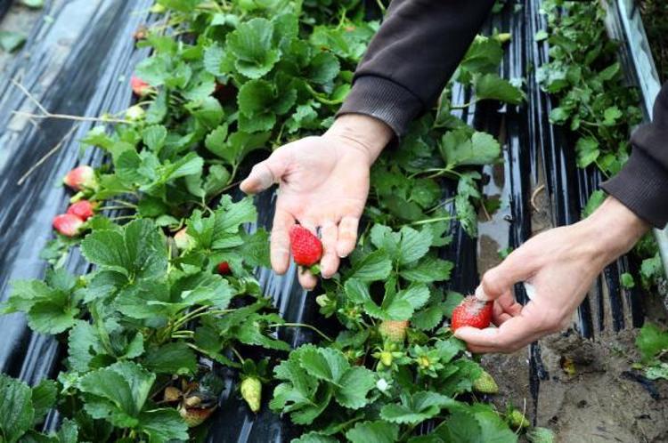 FIRTINA ÇİLEK SERALARINI VURDU