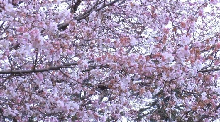 YALANCI BAHAR TARIMSAL ÜRETİMİN AZALMASI ANLAMINA GELİYOR