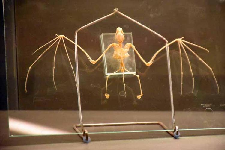 HİÇBİR ŞEKİLDE AVLANMA YAPILMADI