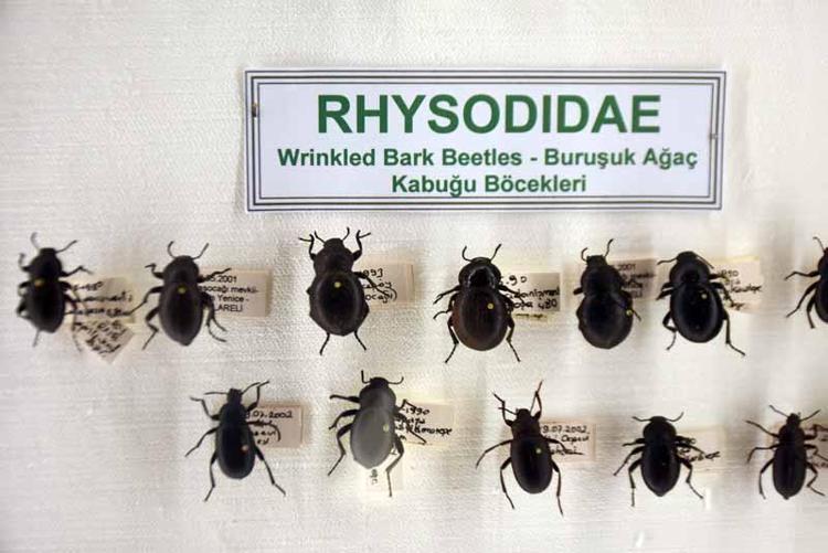 2 BİN CİVARINDA ÖRNEK