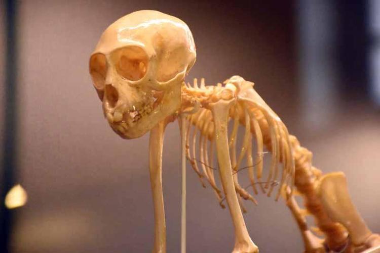 ULUSLARARASI ARAŞTIRMACILARA DA AÇIK