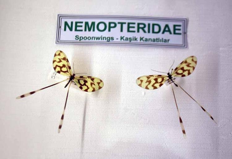 NESLİ TÜKENMEKTE OLAN HAYVANLAR DA SERGİLENİYOR