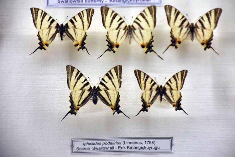 DAHA ÖNCE HİÇ BÖYLE GÖRMEMİŞTİM