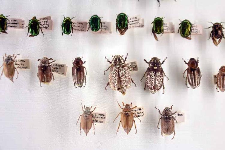 MÜZELERİN FONKSİYONU ÇOK BÜYÜK