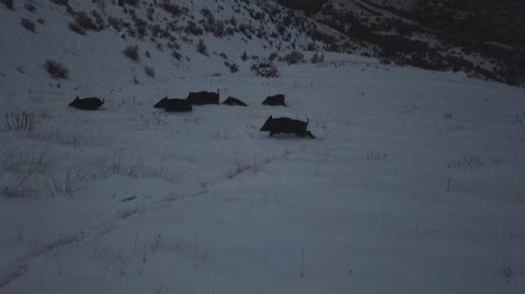 Elazığ'da Dağ Keçisi Ile Yaban Domuzu Sürüsü Dronla Görüntülendi