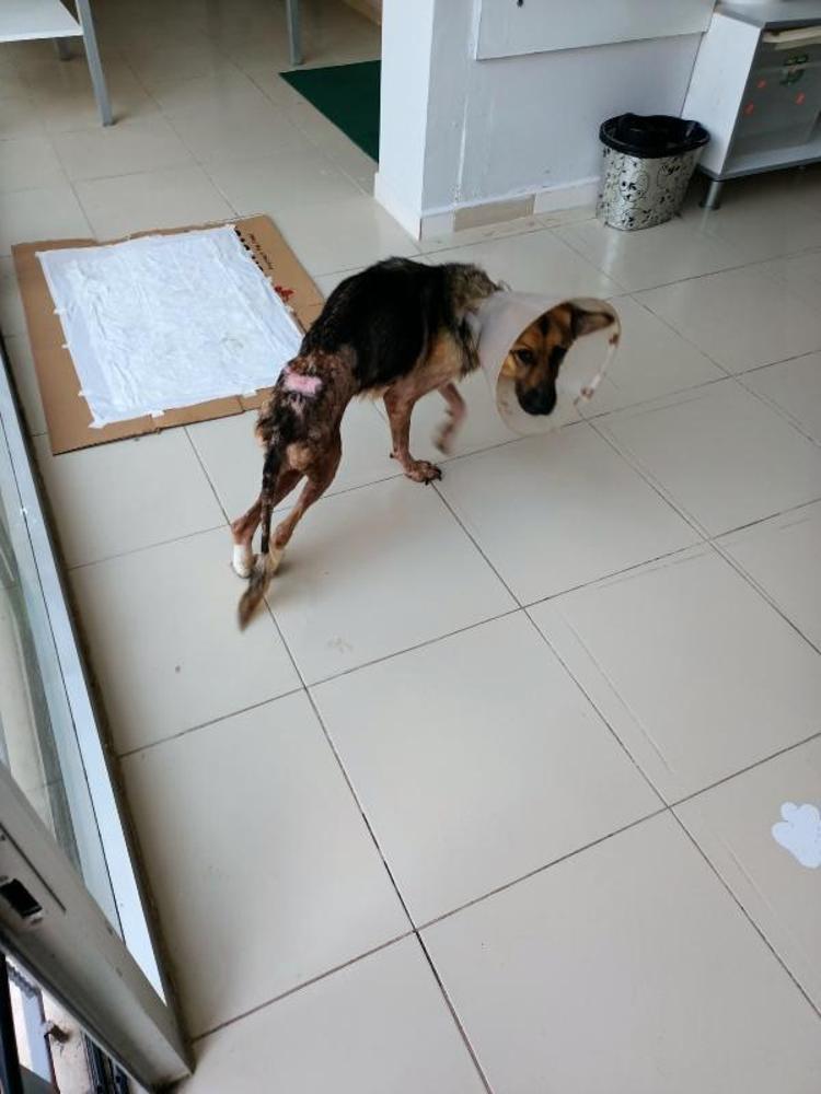 KENDİNİ YUVALANDIRDI