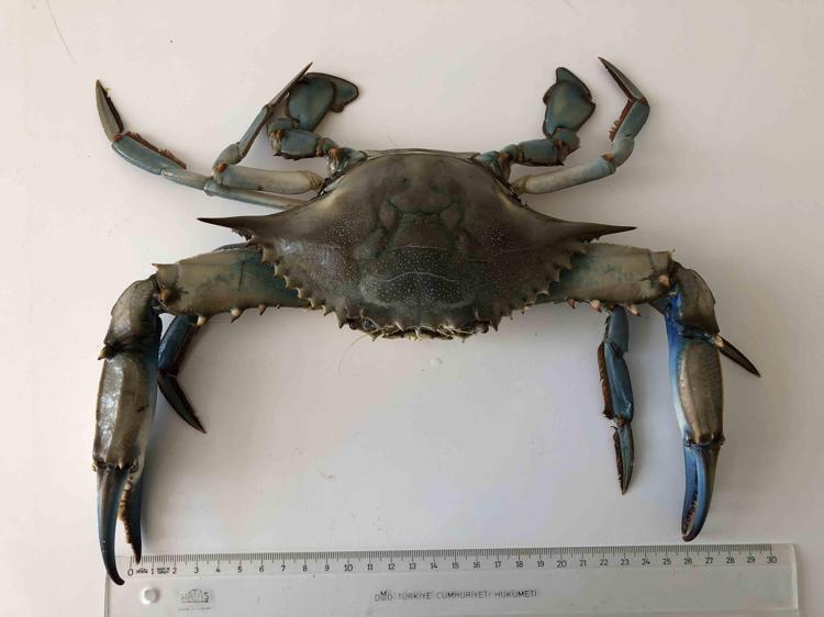 KARADENİZDE DAHA SIK KARŞILAŞILMAYA BAŞLADI