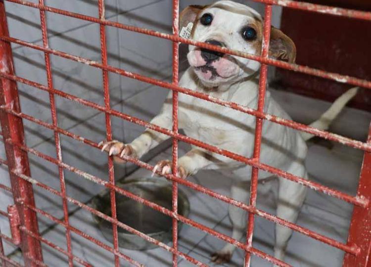 YASAKLI IRKLAR İÇİN YAŞAM ALANI