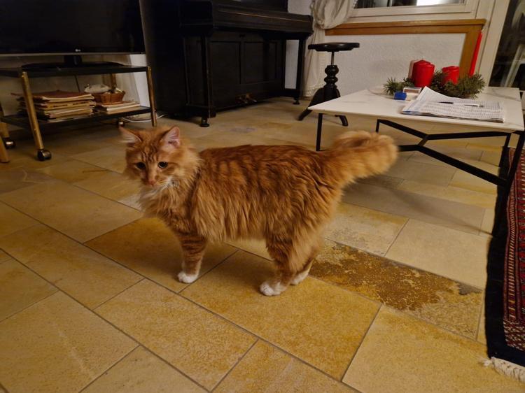 MİKROÇİP UYGULAMASI HAYVANA SAYGI