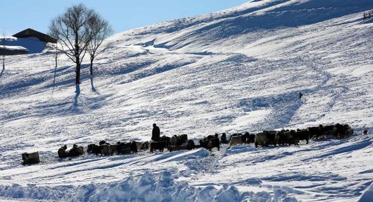 HAYVANCILIK GERÇEKTEN ÇOK ZOR BİR İŞ