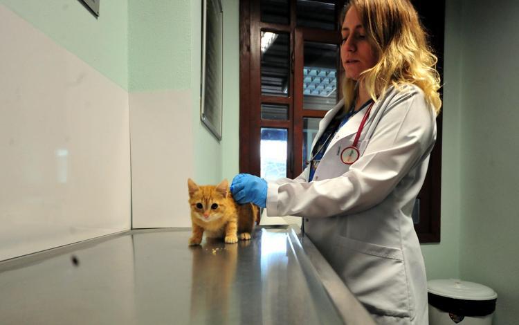 ‘SOKAK HAYVANLARININ TEDAVİ EDİLDİĞİ YERE DÖNÜŞTÜ’