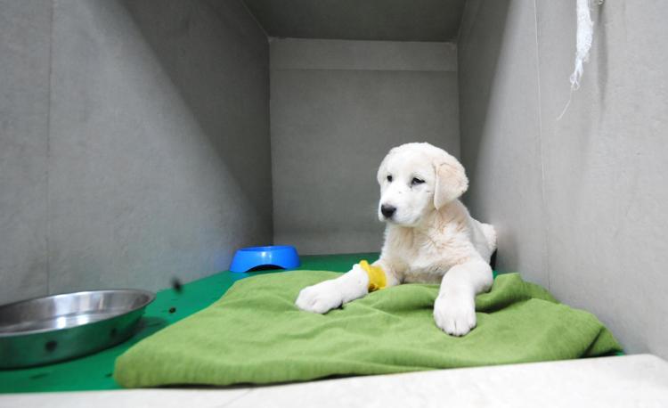 GEÇİCİ YUVA SİSTEMİ OLUŞTURDUK