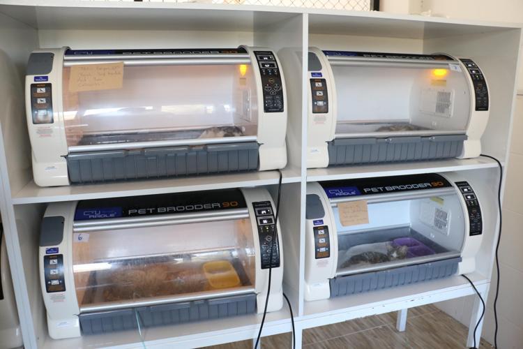 BARINAKTA 400 HAYVANA BAKTIK