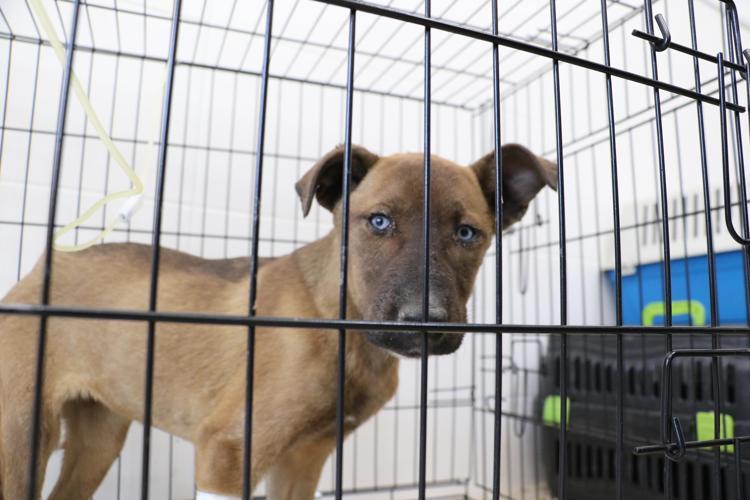 BAKAN SOYLU’NUN EŞİ SAHİPLENDİ