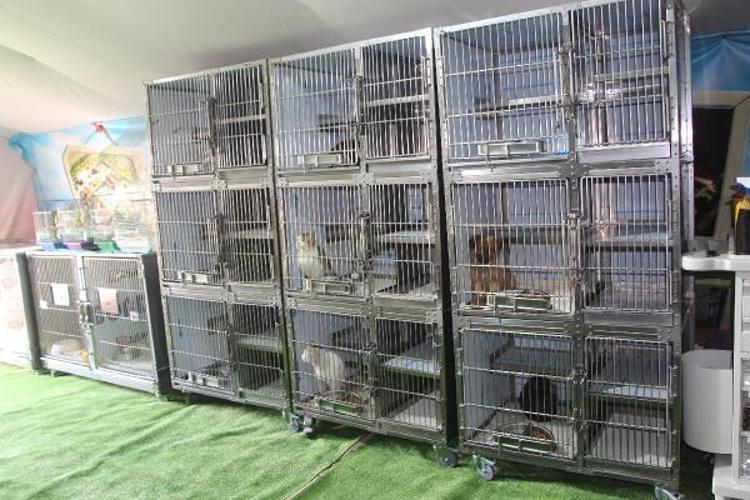 ‘3 YAVRU KEDİ KUVÖZDE TEDAVİDE’