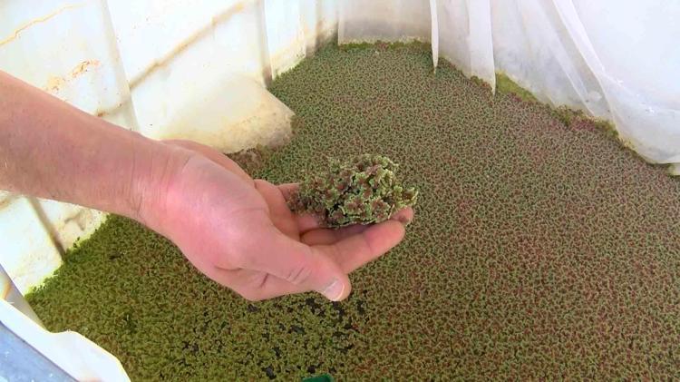 KARLILIĞI ARTIRACAK BİR SİSTEM ÜZERİNE ÇALIŞIYORUZ